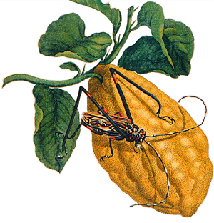 hunt institute image