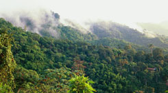 rainforest alliance image