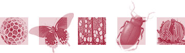the linnaen society image