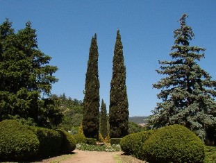 cypress and conifer