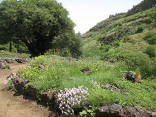 endemic plants garden at tbilsi