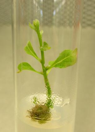 Quercus georgiana, micropropagated at CREW. Courtesy V. Pence