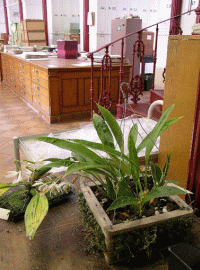 Herbarium at Kew