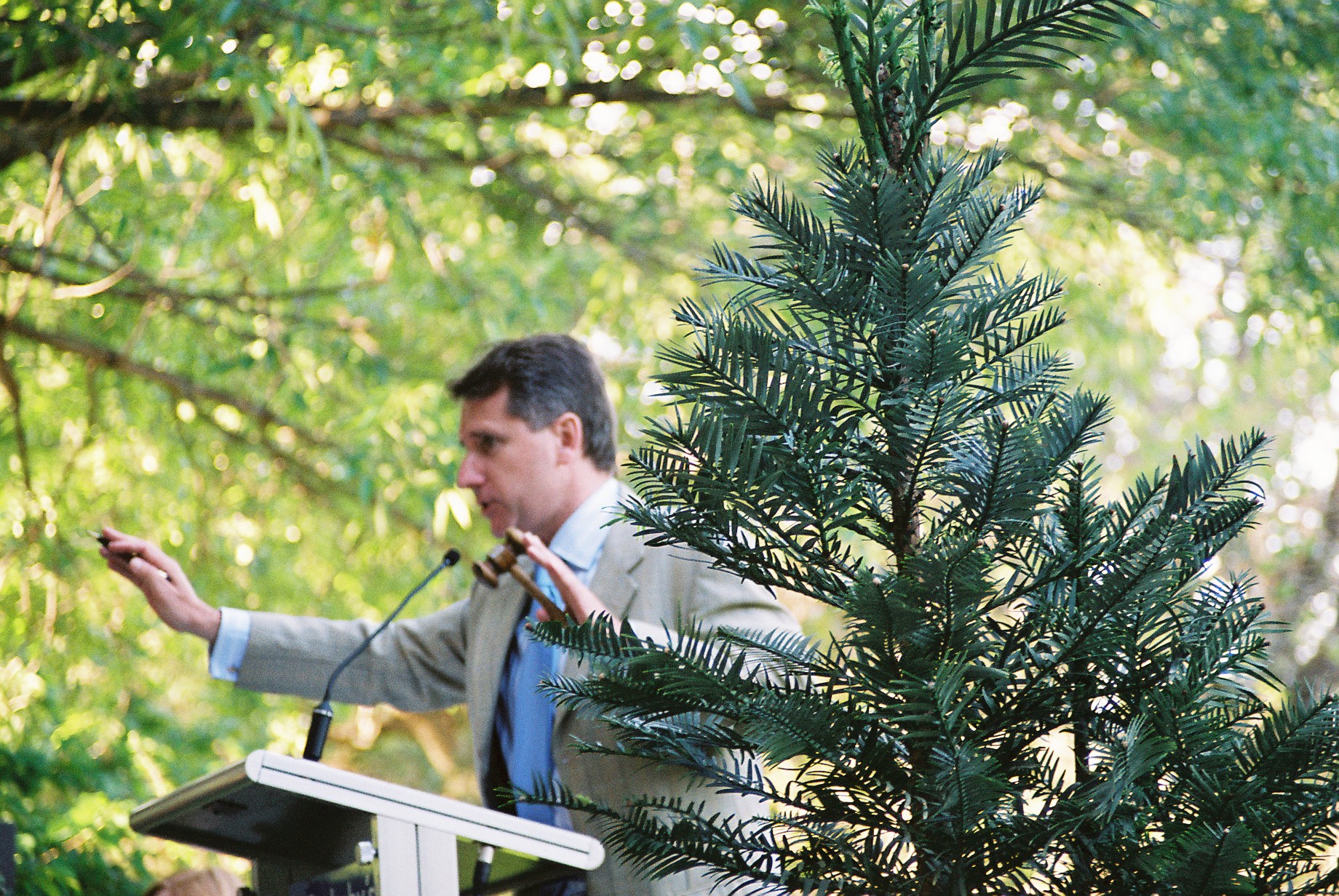 wollemi pine auction