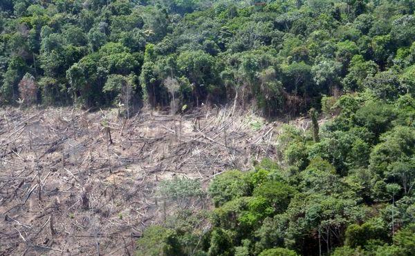 deforestation