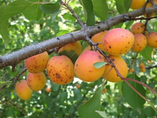 armenica vulgaris