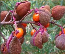 bretchneidera seeds
