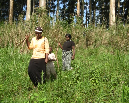 wild harvest in Uganda