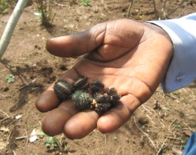 seeds
