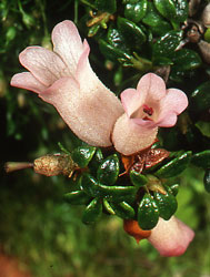 R. caespitosum from near Lake Habbema, Papua, Indonesia (Debbie White)