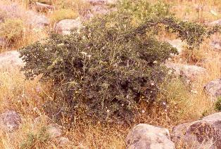 zelcova sicula zelcova sicula