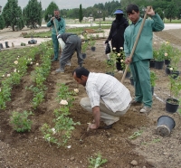 Rose garden construction in Iran