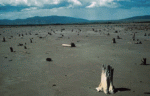 Haiti - has lost 98% of its forests since 1960