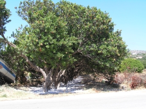 The mastic tree - many are dependent on it for income