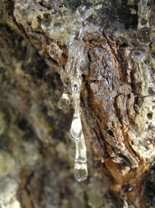 Tears of the Wounded Tree
