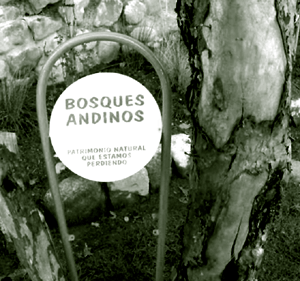 Bosques andinos