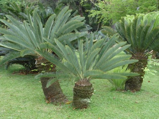 durban bg cycads