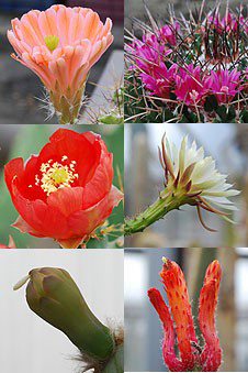 Some of the Belgian cacti