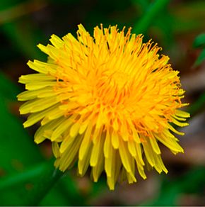 dandelion