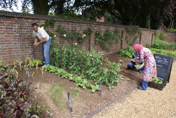 Planting out seedlings and seed sowing Winterbourne