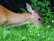 Do you see the plants or the deer?