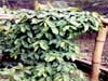 Cultivated Eru growing in Cameroon