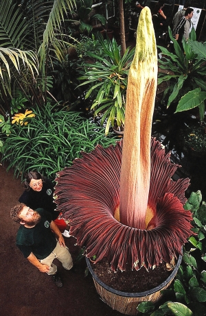 Titam arum in Germany Titam arum in Germany