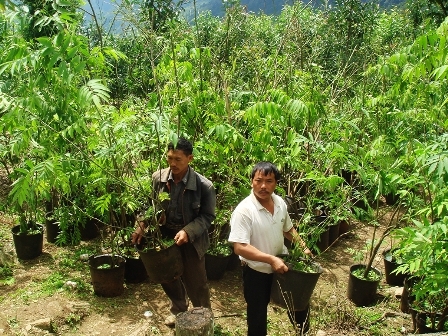 cultivation for reintroduction in China