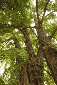 Rare plants need help in China