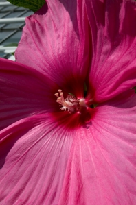 Conserving China's flora