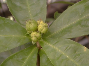 Croton hancei Fruits (Photo: AFCD)