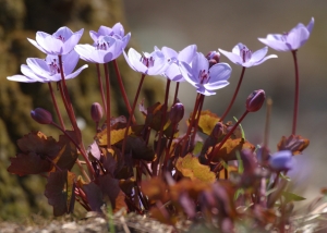 Jeffersonia dubia