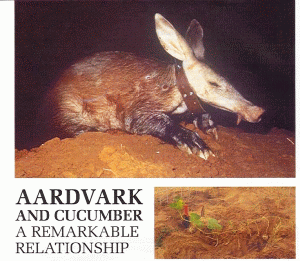 The Aardvark and the cucumber