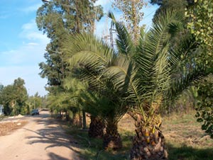 Fez Botanic Garden