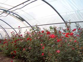 Roses in Fez