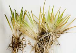 Hydatella filamentosa by S Cottrell