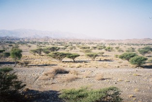 Oman natural vegetation
