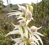 megastylis gigas