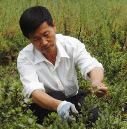 Threatened Chinese plants like this Distylium chinense have received a boost from Britain Threatened Chinese plants like this Distylium chinense have received a boost from Britain