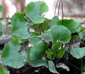 Adiantum reniforme is among the threatened plants that have lost their safe harbour