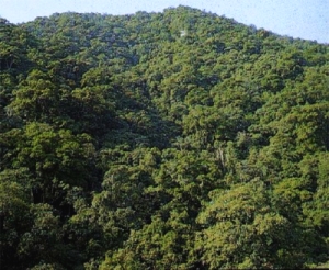 Dingushan Biosphere Reserve