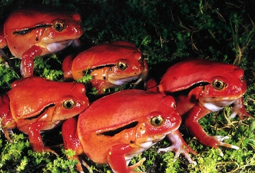 Help rescue these frogs from extinction