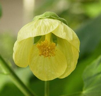Abutilon pitcairnense