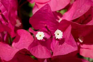 bouganvillea