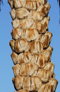 date plam trunk