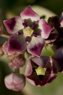 calatropis procera