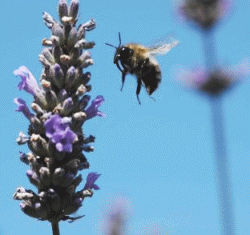 The plight of the humble bee