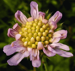 Knautia arvensis (Field scabious) Knautia arvensis (Field scabious)