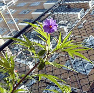 Kangaroo apple in central London