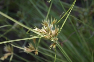 Cyperus polystachyus